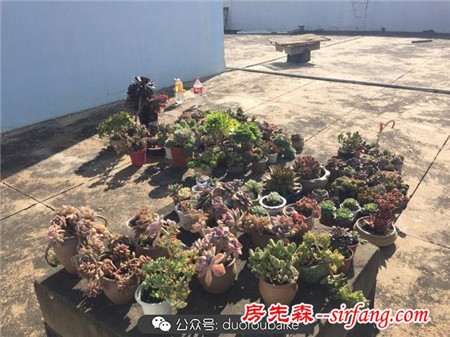 養(yǎng)多肉何必追趕潮流！大號多肉普貨也能亮瞎雙眼！