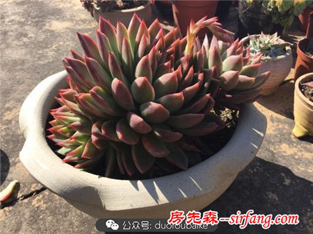 養(yǎng)多肉何必追趕潮流！大號多肉普貨也能亮瞎雙眼！