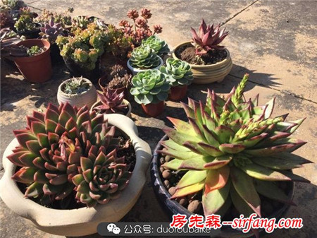 養(yǎng)多肉何必追趕潮流！大號多肉普貨也能亮瞎雙眼！
