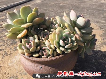 養(yǎng)多肉何必追趕潮流！大號多肉普貨也能亮瞎雙眼！