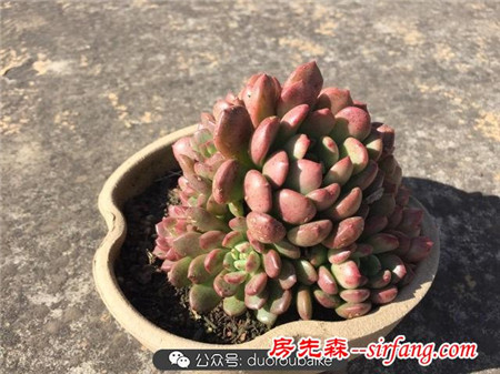 養(yǎng)多肉何必追趕潮流！大號多肉普貨也能亮瞎雙眼！