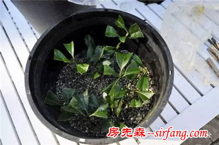 学会了这些扦插法，1棵花能长出100盆