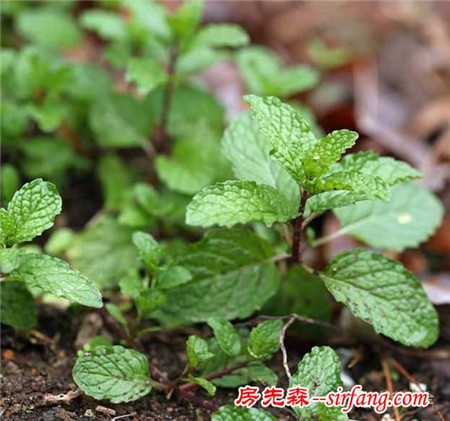 学会了这些扦插法，1棵花能长出100盆