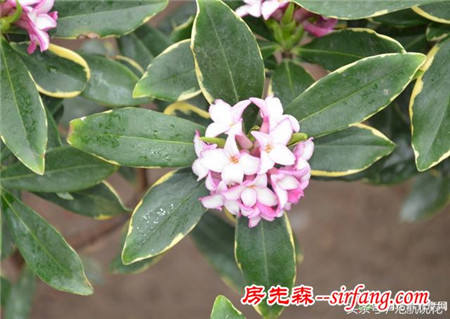 瑞香---原产中国长江流域，是世界园艺三宝之一