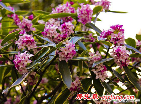 瑞香---原产中国长江流域，是世界园艺三宝之一