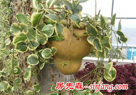 冬天一样有情调的藤曼植物，四季常青又耐寒