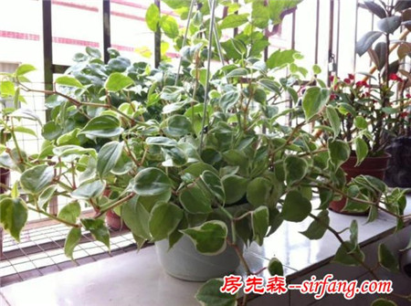冬天一样有情调的藤曼植物，四季常青又耐寒