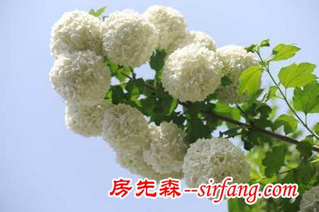 冬天一样有情调的藤曼植物，四季常青又耐寒
