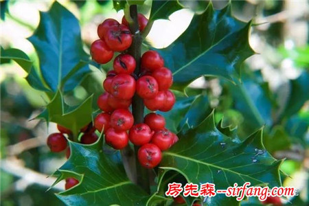 你们做的圣诞花环一定比我的好看
