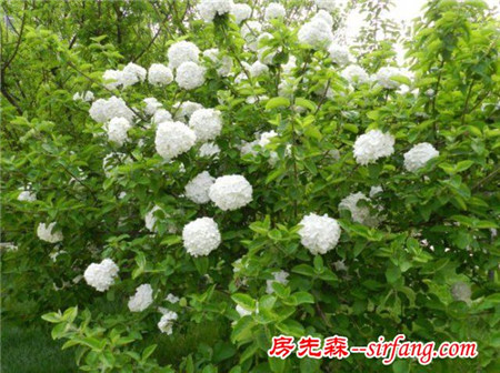 冬天一样有情调的藤曼植物，四季常青又耐寒