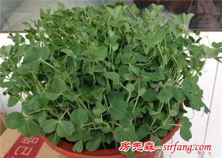 冬天一样有情调的藤曼植物，四季常青又耐寒