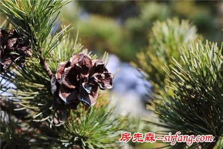 你们做的圣诞花环一定比我的好看