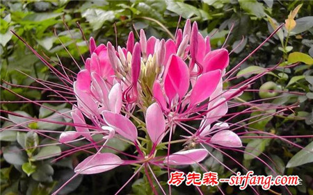 这8种花超级美，1棵就能惊艳阳台和花园！