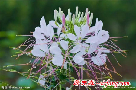 这8种花超级美，1棵就能惊艳阳台和花园！