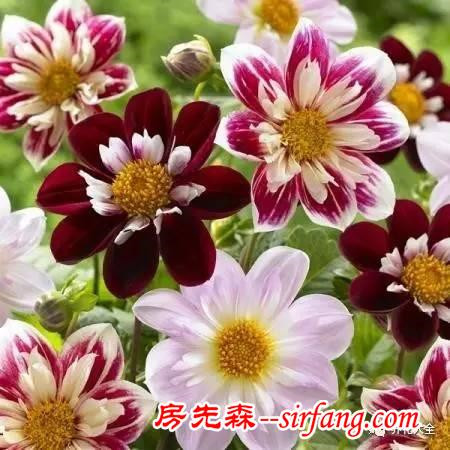 这8种花超级美，1棵就能惊艳阳台和花园！