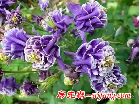 这8种花超级美，1棵就能惊艳阳台和花园！