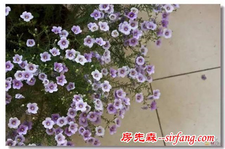 这8种花超级美，1棵就能惊艳阳台和花园！