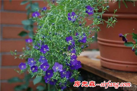 这8种花超级美，1棵就能惊艳阳台和花园！