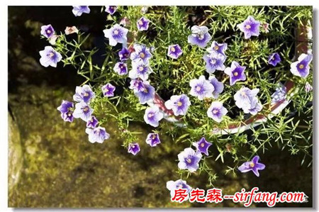 这8种花超级美，1棵就能惊艳阳台和花园！