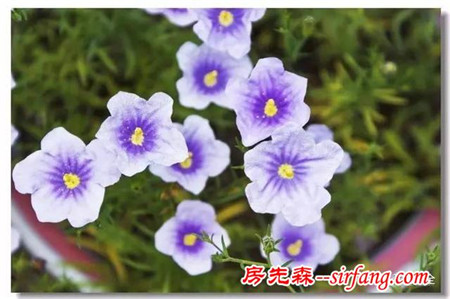 这8种花超级美，1棵就能惊艳阳台和花园！