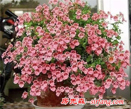 这8种花超级美，1棵就能惊艳阳台和花园！