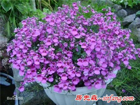 这8种花超级美，1棵就能惊艳阳台和花园！