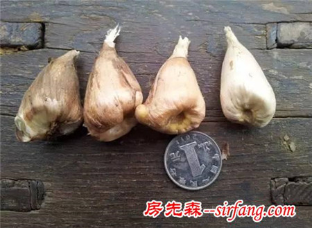 这8种花超级美，1棵就能惊艳阳台和花园！