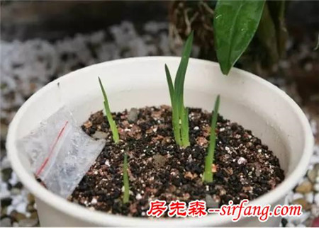 这8种花超级美，1棵就能惊艳阳台和花园！