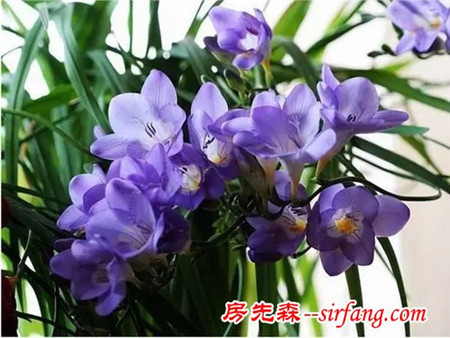 这8种花超级美，1棵就能惊艳阳台和花园！