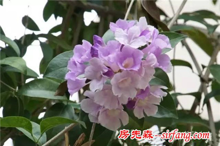 这8种花超级美，1棵就能惊艳阳台和花园！