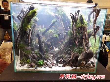 家居水草造景生态水草缸优秀造景作品欣赏