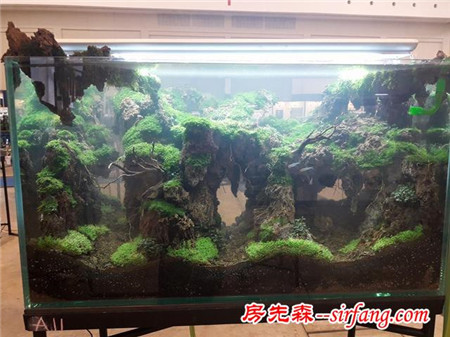 家居水草造景生态水草缸优秀造景作品欣赏