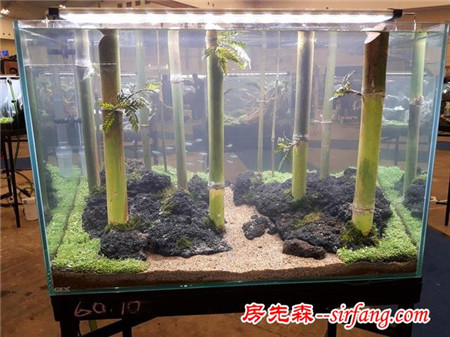 家居水草造景生态水草缸优秀造景作品欣赏