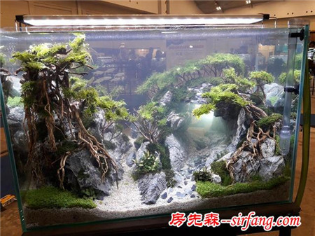 家居水草造景生态水草缸优秀造景作品欣赏