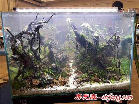 家居水草造景生态水草缸优秀造景作品欣赏