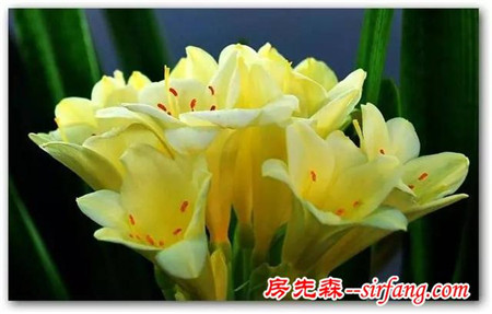 春节花卉系列推荐之三