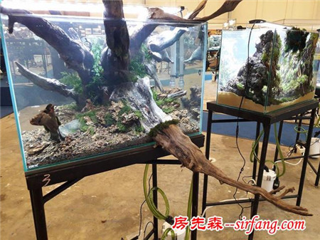 家居水草造景生态水草缸优秀造景作品欣赏