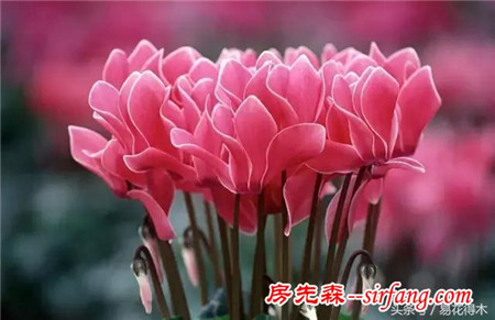 春节花卉系列推荐之四