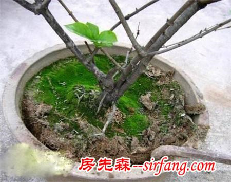 土壤结块了还继续浇水，难怪植物会挂掉