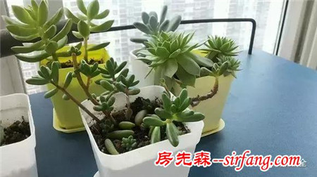 你家植物长疯了，这未必是什么好事！