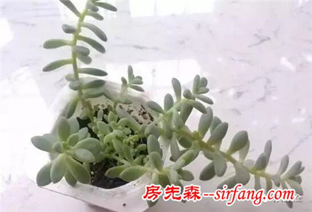 你家植物长疯了，这未必是什么好事！