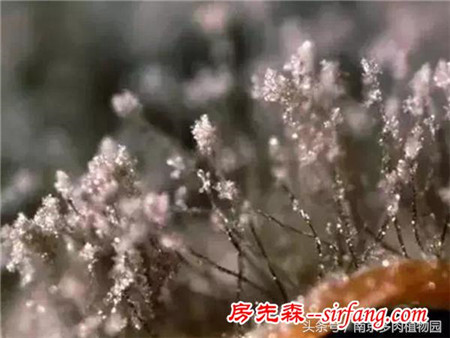 多肉植物灰霉病如何防治？