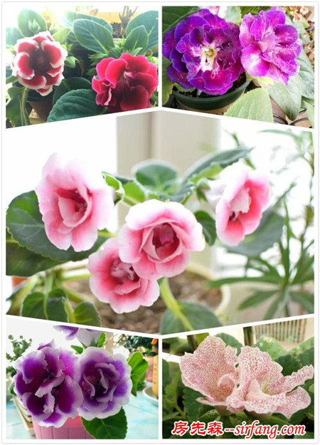 阳台上不能错过的5种花，你养的是哪种？