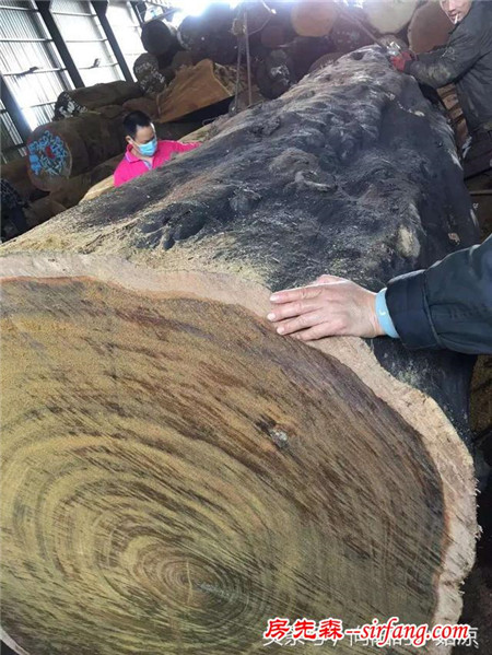 海外传来百吨原木，现场切割实木大板！场面颇为震撼