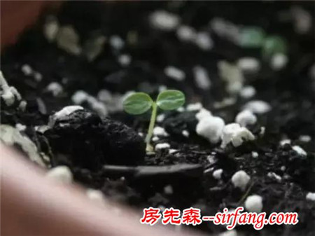 这些水果吃完核别再扔了，学我家这样种个个都是小森林！