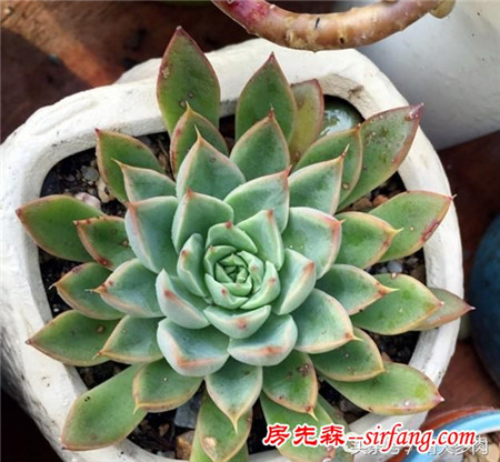 重振旗鼓，繼續(xù)養(yǎng)多肉，繼續(xù)養(yǎng)老樁