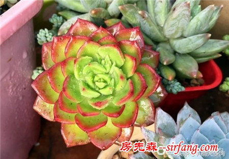 重振旗鼓，繼續(xù)養(yǎng)多肉，繼續(xù)養(yǎng)老樁