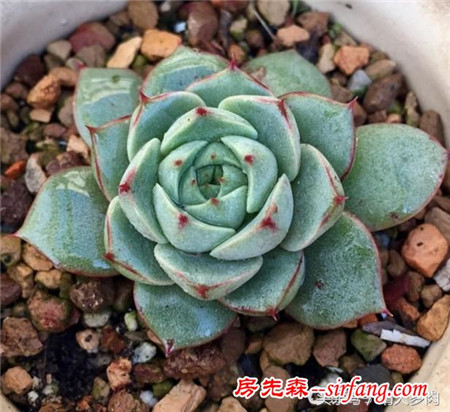 重振旗鼓，繼續(xù)養(yǎng)多肉，繼續(xù)養(yǎng)老樁