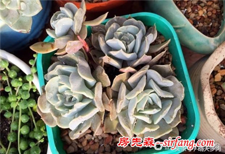 重振旗鼓，繼續(xù)養(yǎng)多肉，繼續(xù)養(yǎng)老樁