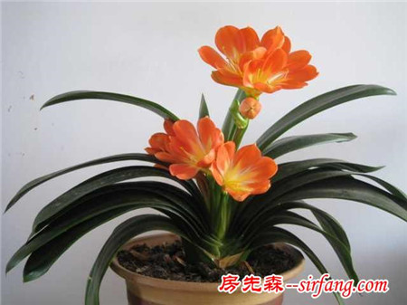家居养花：君子兰春节开放需要具备的条件，看看你的能不能开花！